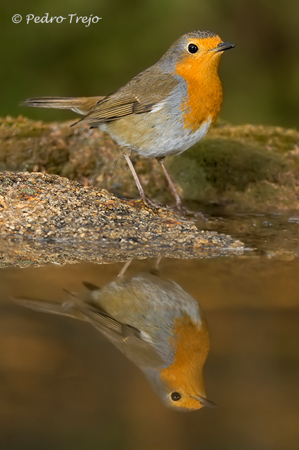 Petirrojo (Erithacus rubecula)